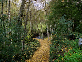 pretty camino trail